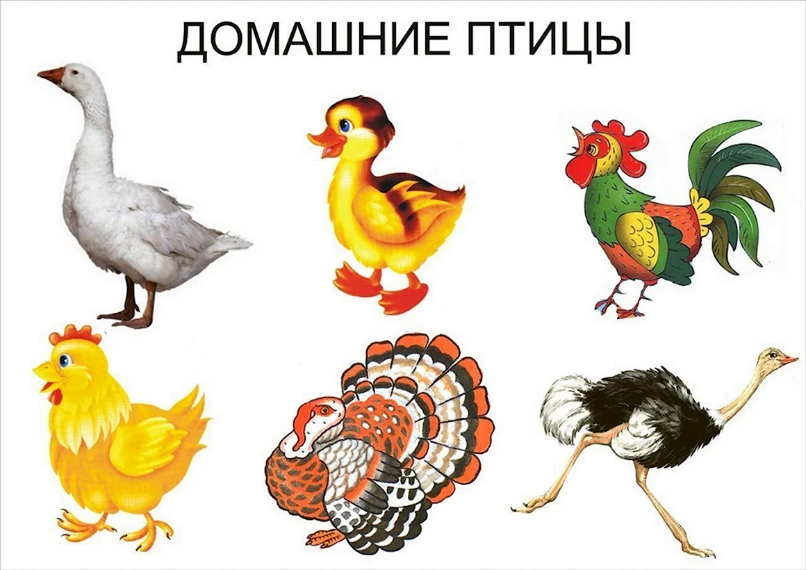 Домашние птицы для дошкольников