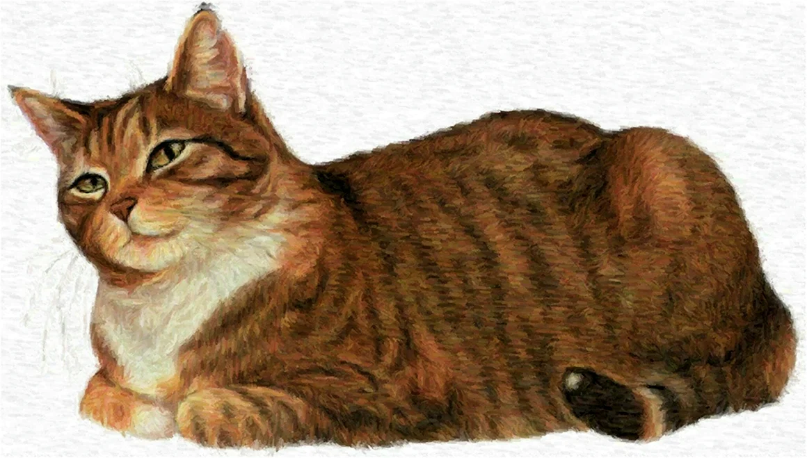 Домашние животные для детей кошка