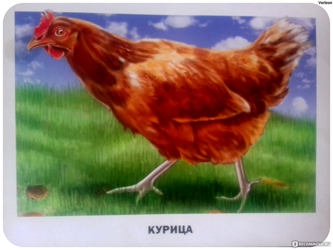 Домашние животные и птицы