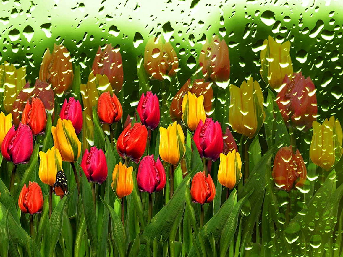 Dome тюльпаны Tulips 031003