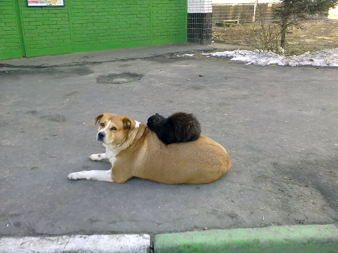 Доминируй властвуй унижай