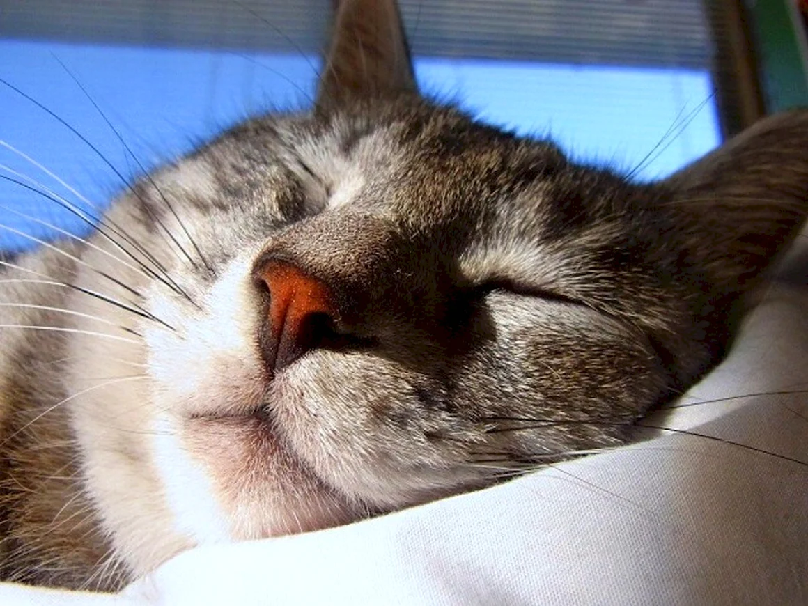 Довольная морда кота