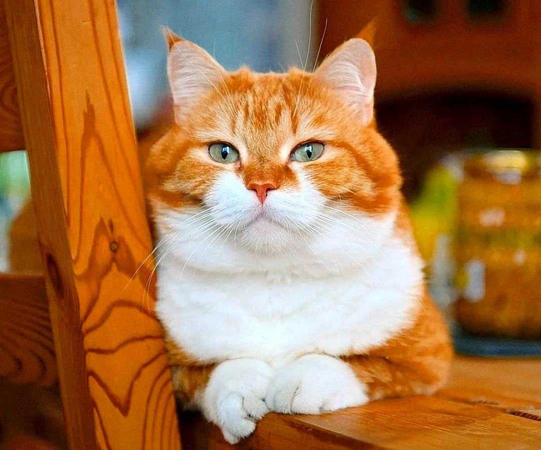 Довольный кот