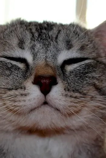 Довольный кот