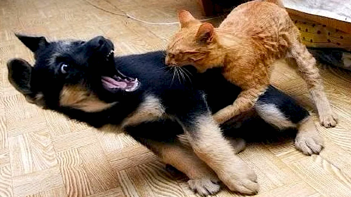 Драка кота и собаки