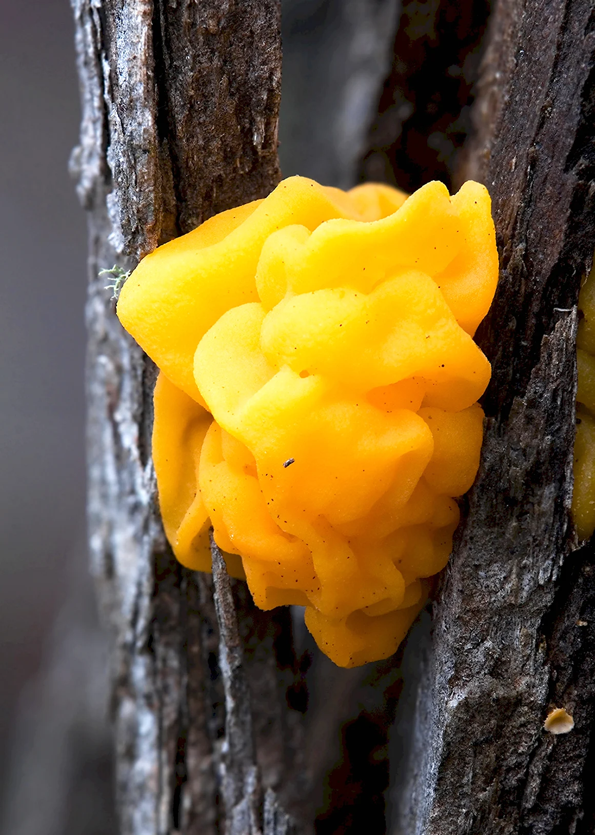 Дрожалка оранжевая Tremella mesenterica