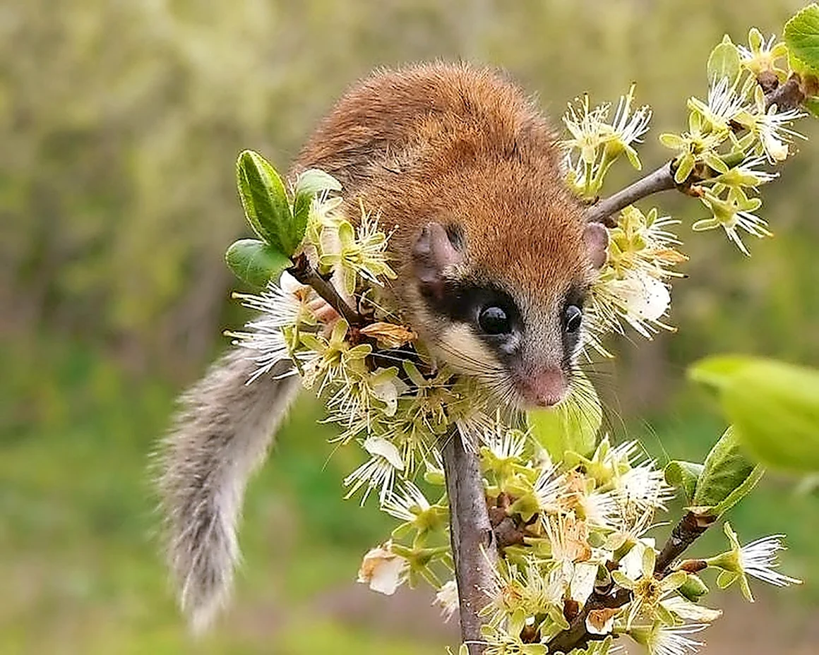 Dryomys nitedula Соня Лесная