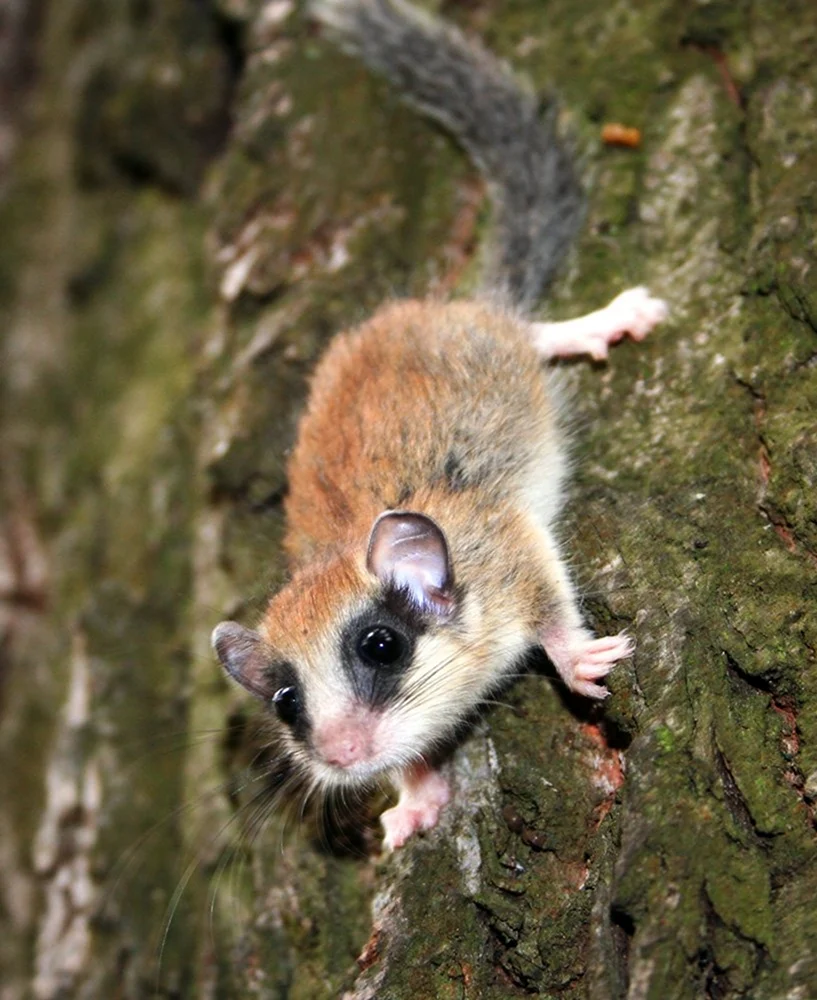 Dryomys nitedula Соня Лесная
