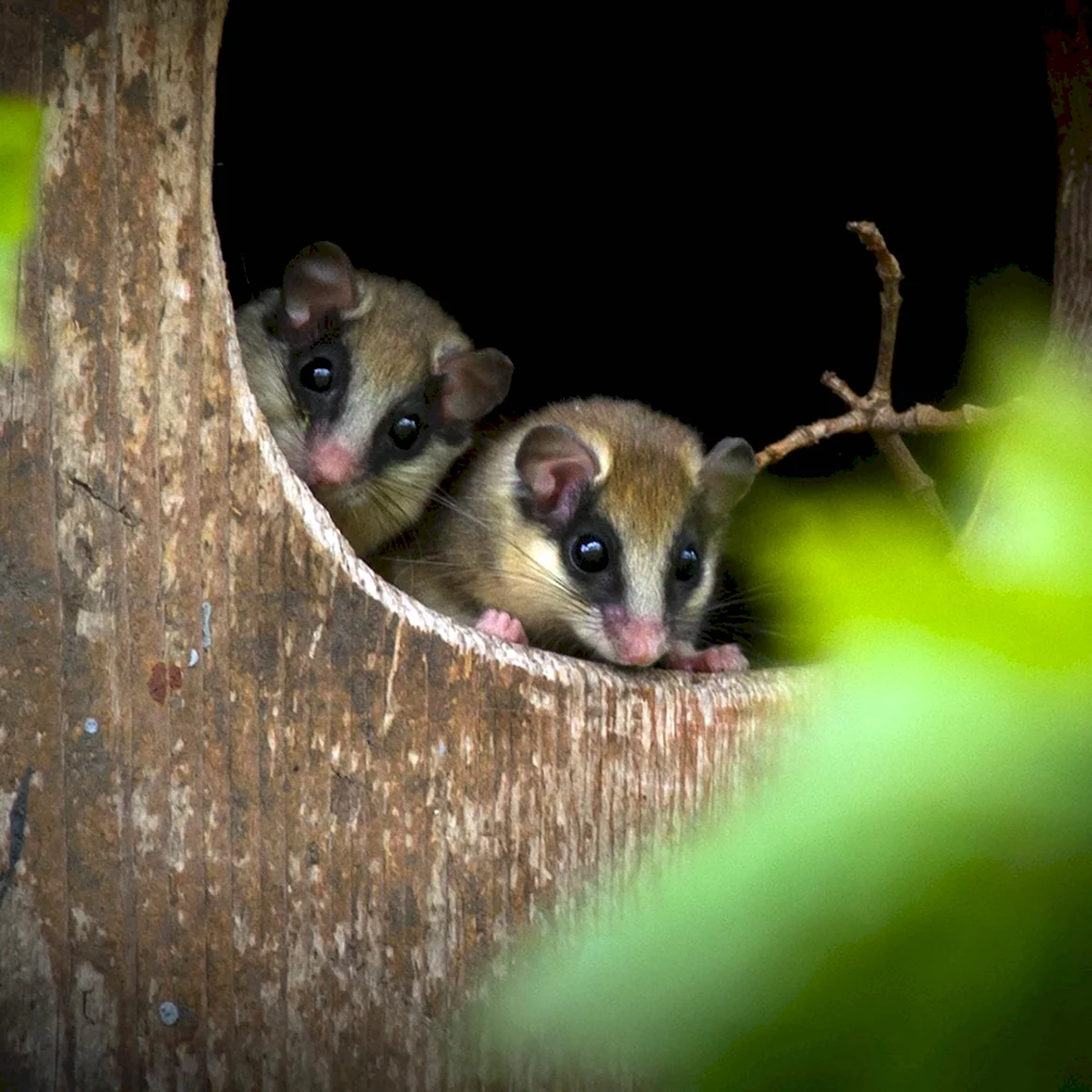 Dryomys nitedula Соня Лесная