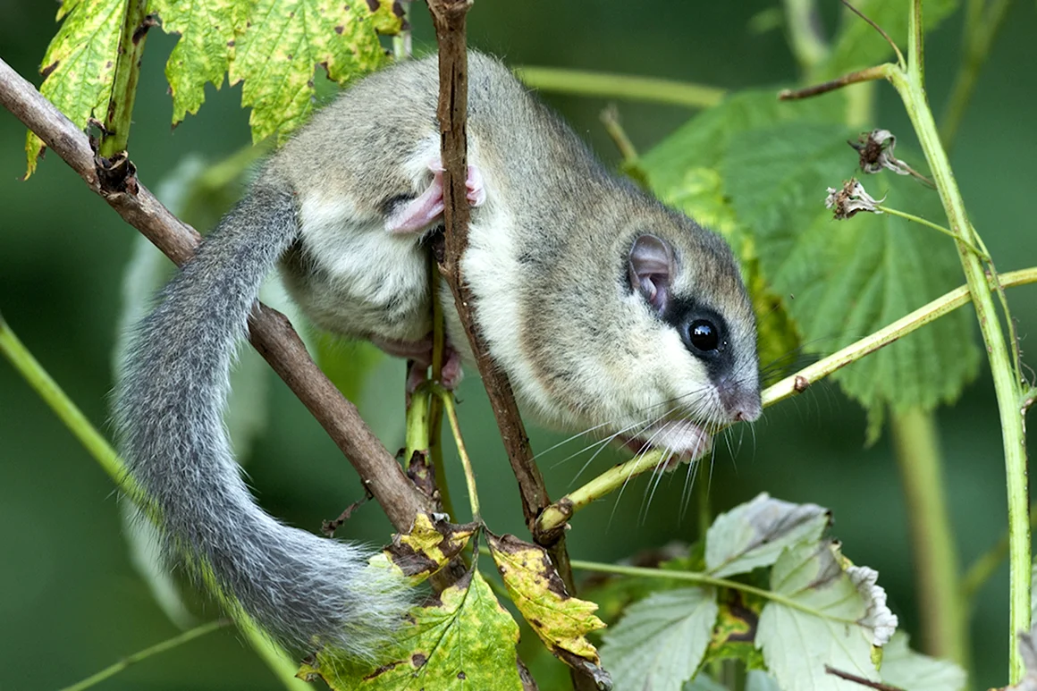 Dryomys nitedula Соня Лесная