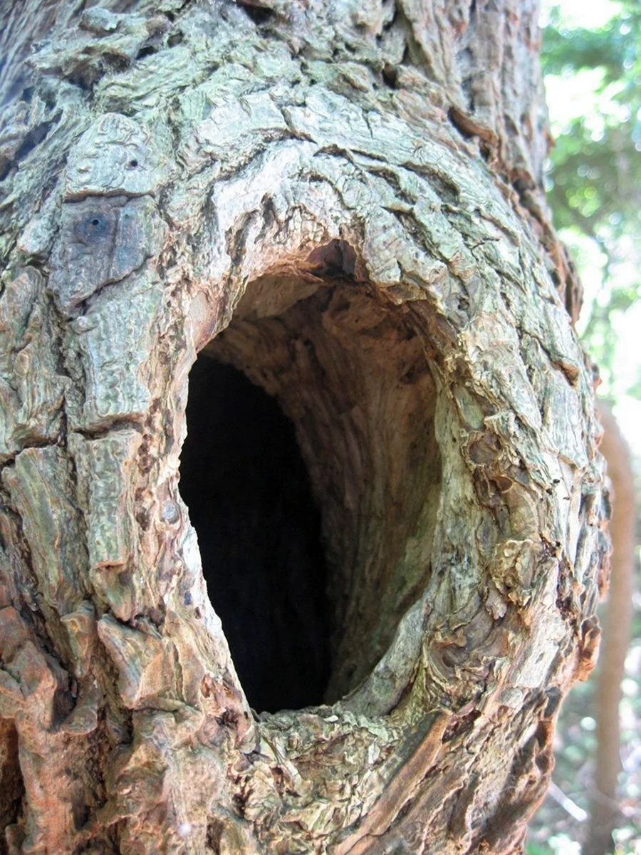 Дупло