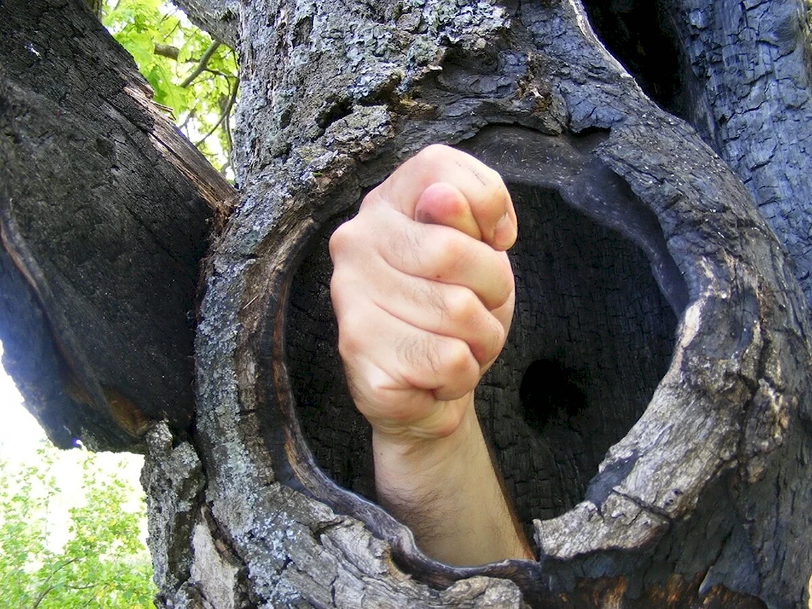 Дупло