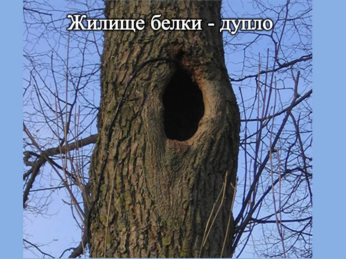Дупло для детей