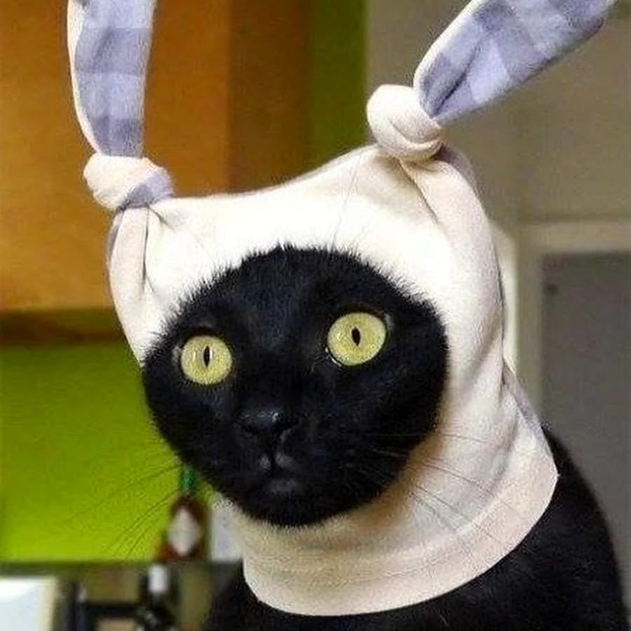 Дурацкий кот