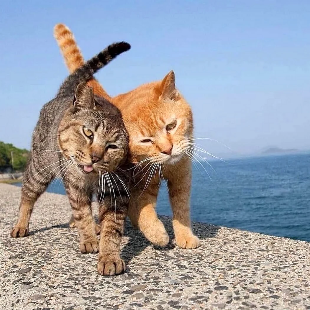 Два кота на море