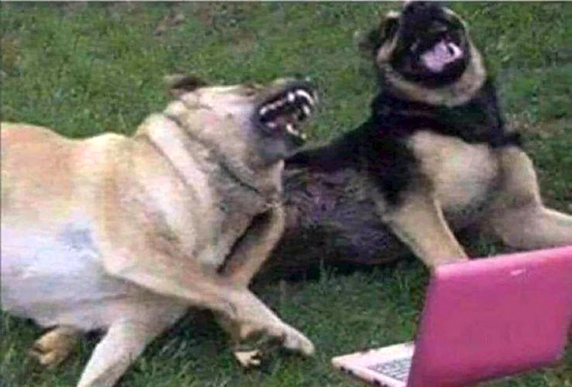 Две собаки ржут