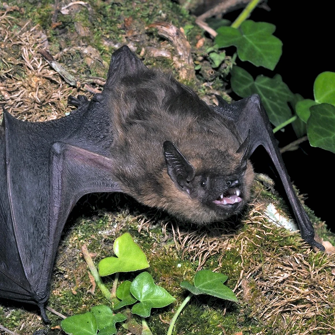 Двухцветный кожан Vespertilio murinus Linnaeus 1758