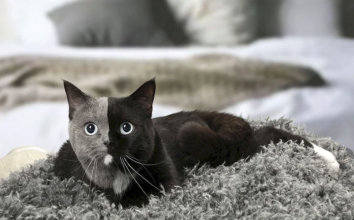 Двуликая кошка Нарния