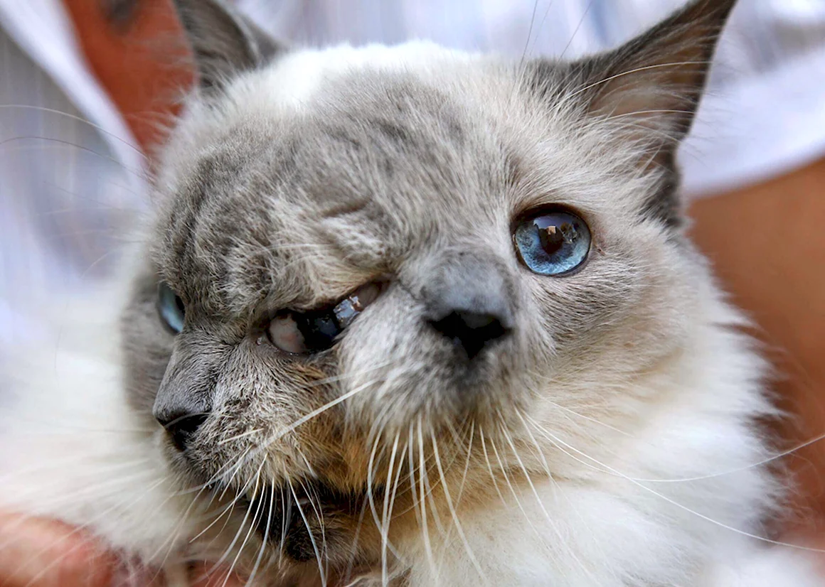 Двуликий кот Фрэнк и Луи