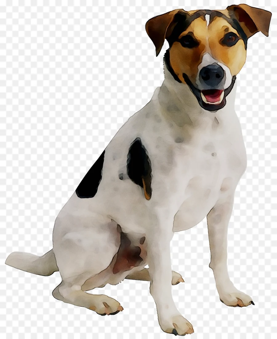 Джек Рассел