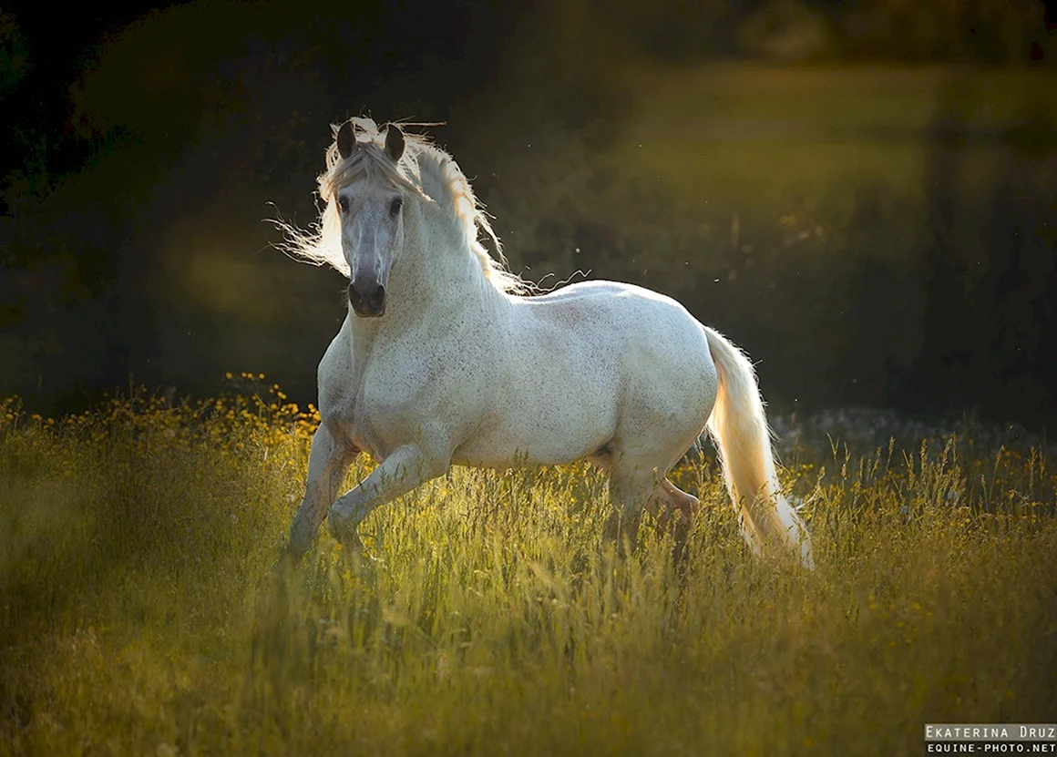 Ekaterina druz Photography лошади