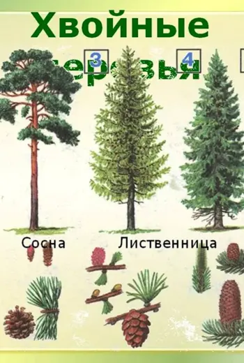 Ель сосна Кедровая сосна пихта лиственница