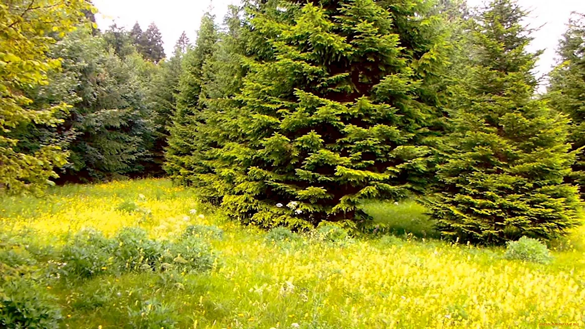 Ель в лесу