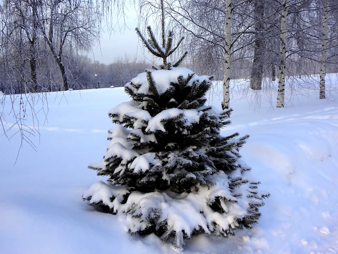 Ель в снегу