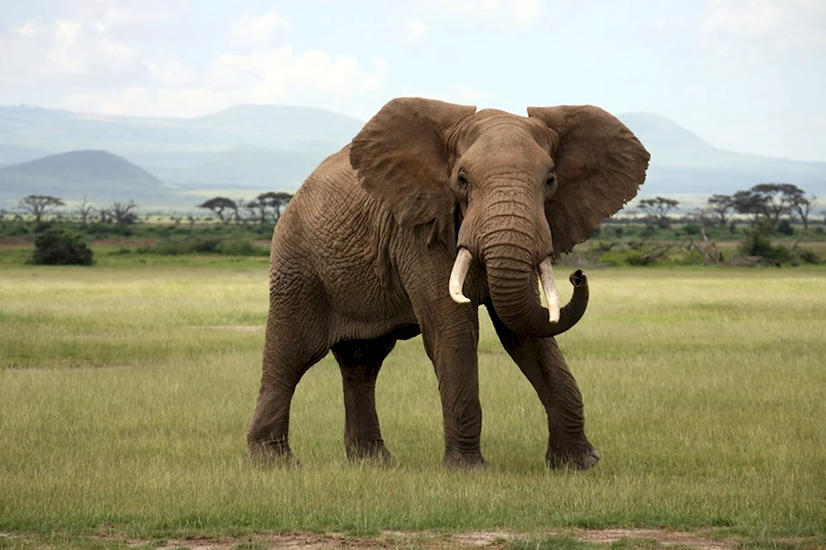 Elephant Sounds