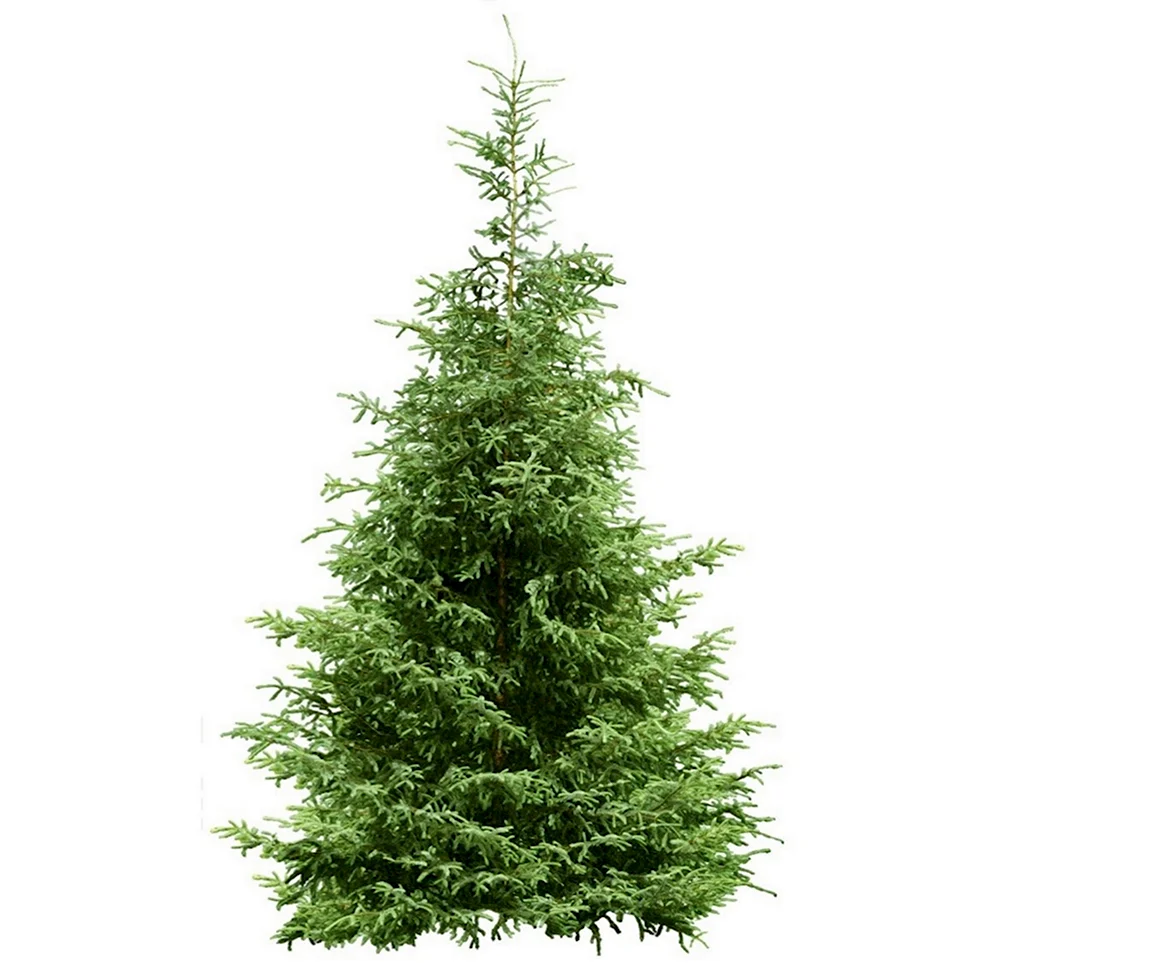 Елка Annapolis fir Tree