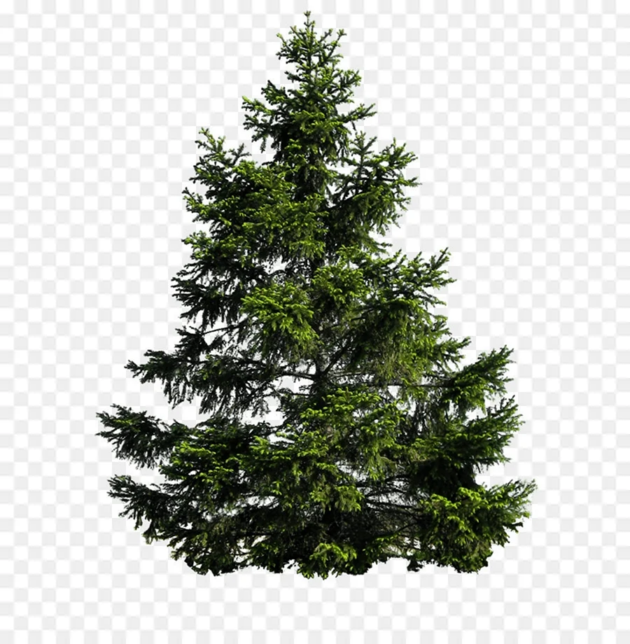 Елка Annapolis fir Tree