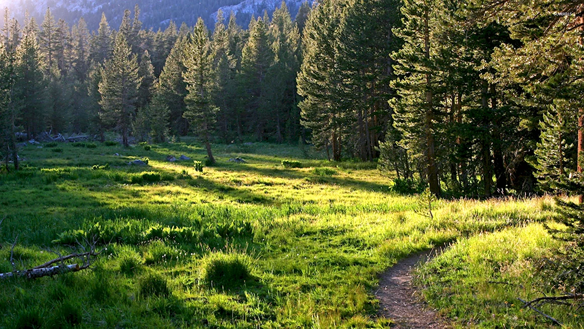 Ельники Лесная Поляна