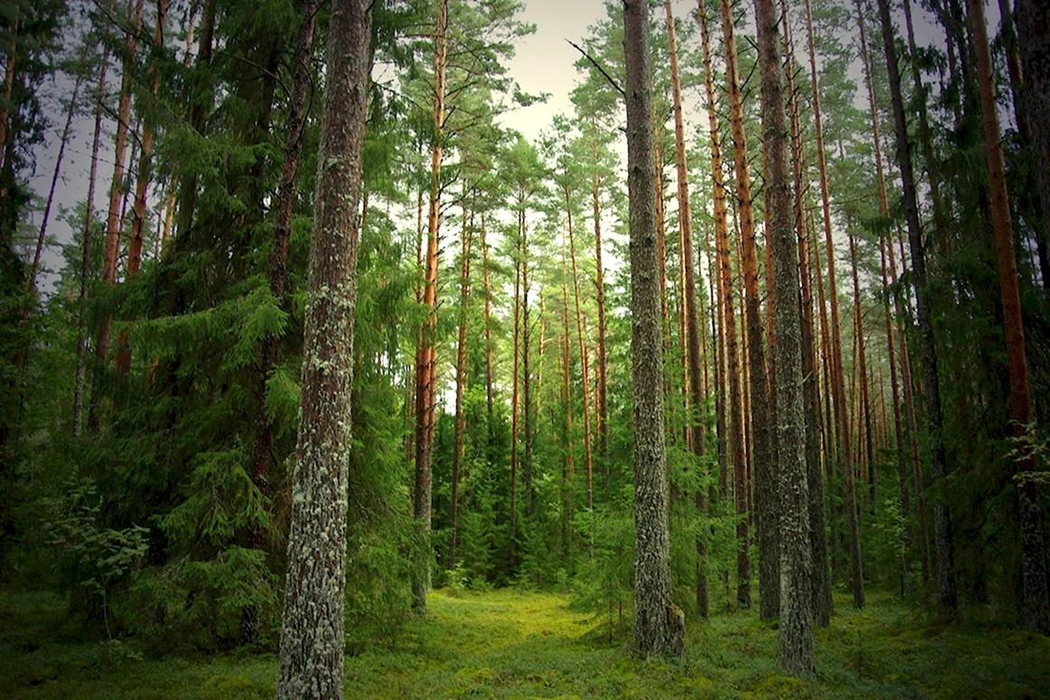 Елово Сосновый лес