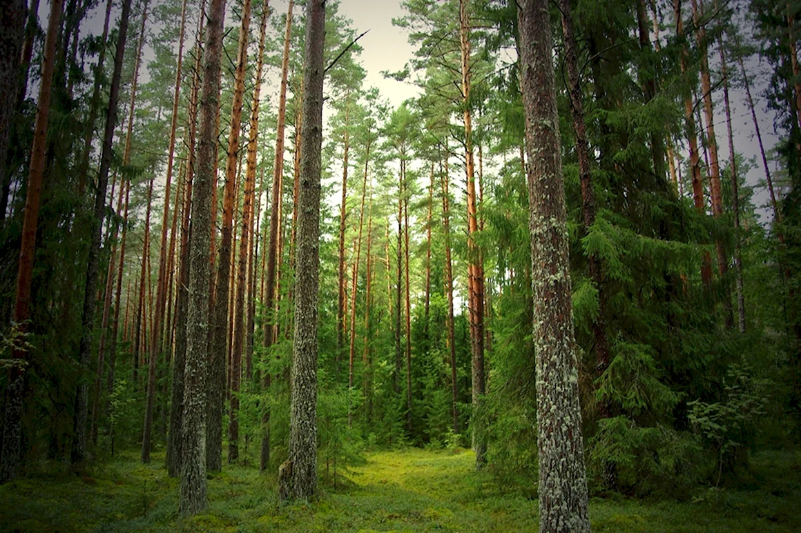 Елово Сосновый лес