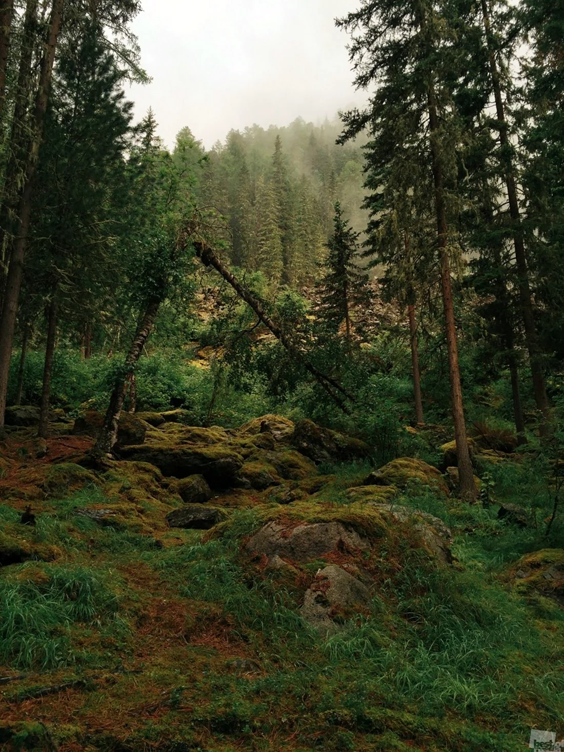 Еловый лес еловый -Сосновый