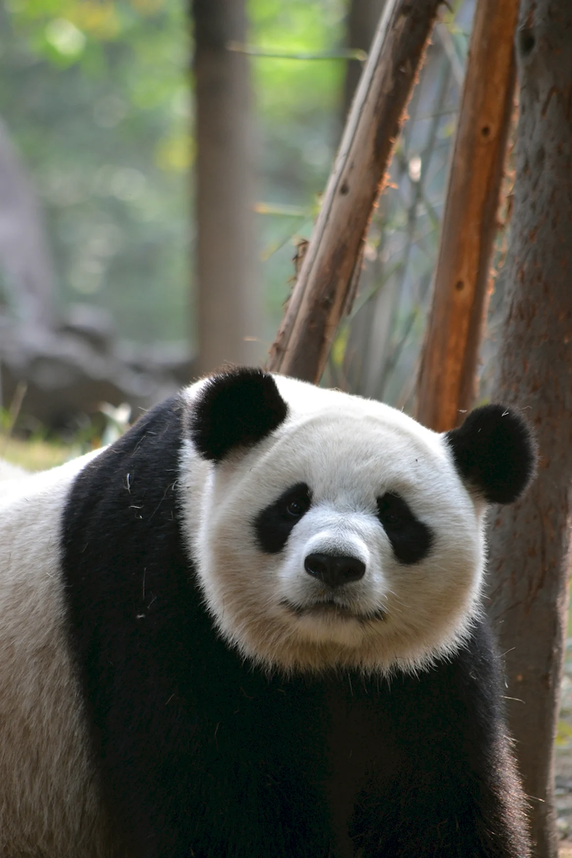 Endangered