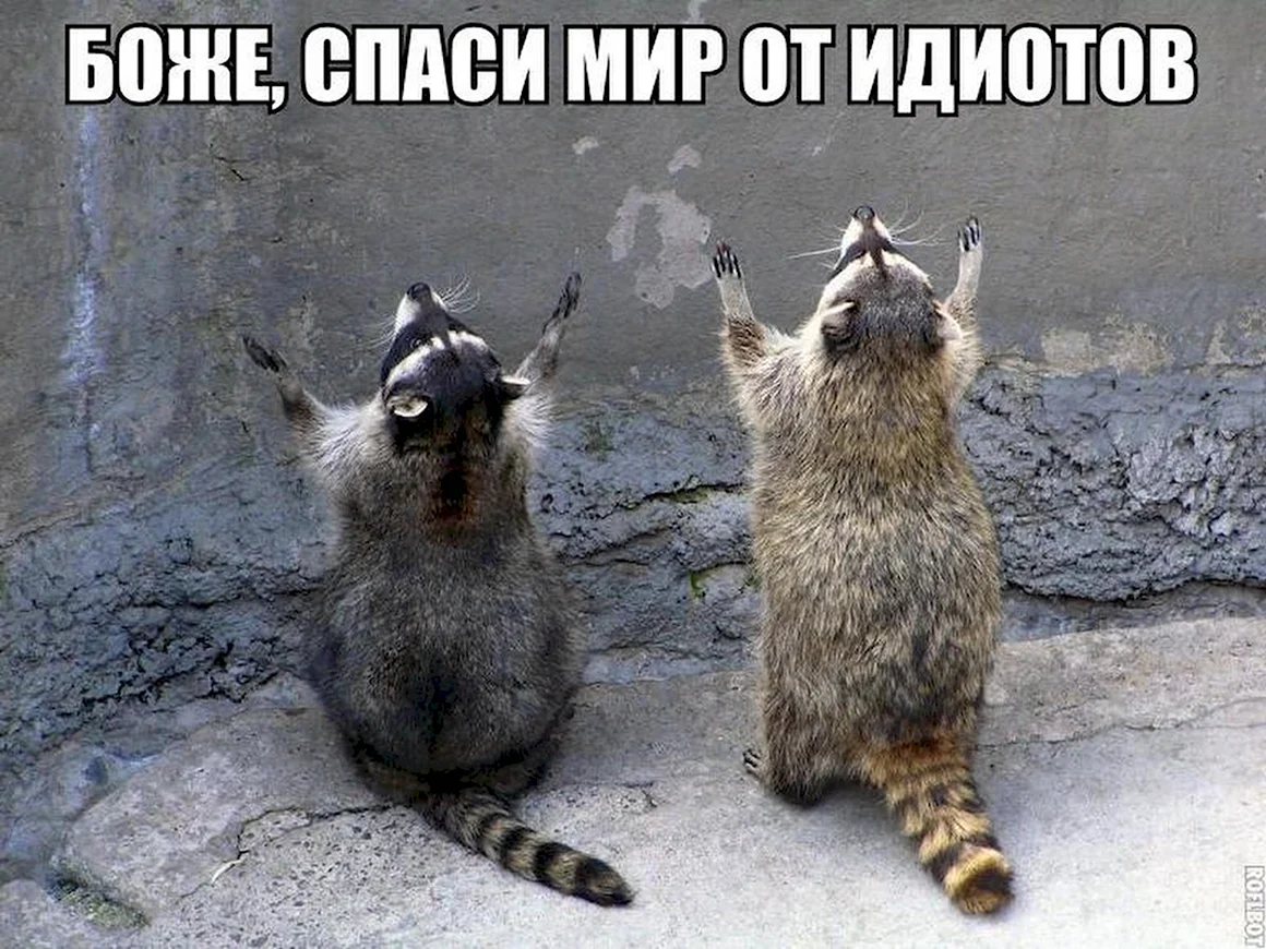 Енот молится