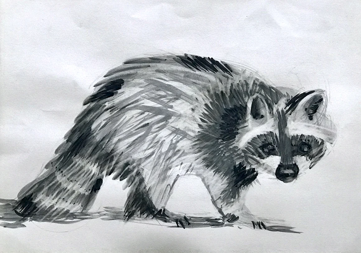 Енот рисунок