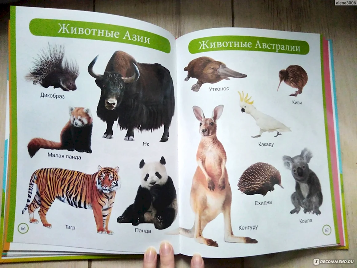 Энциклопедия животных для малышей
