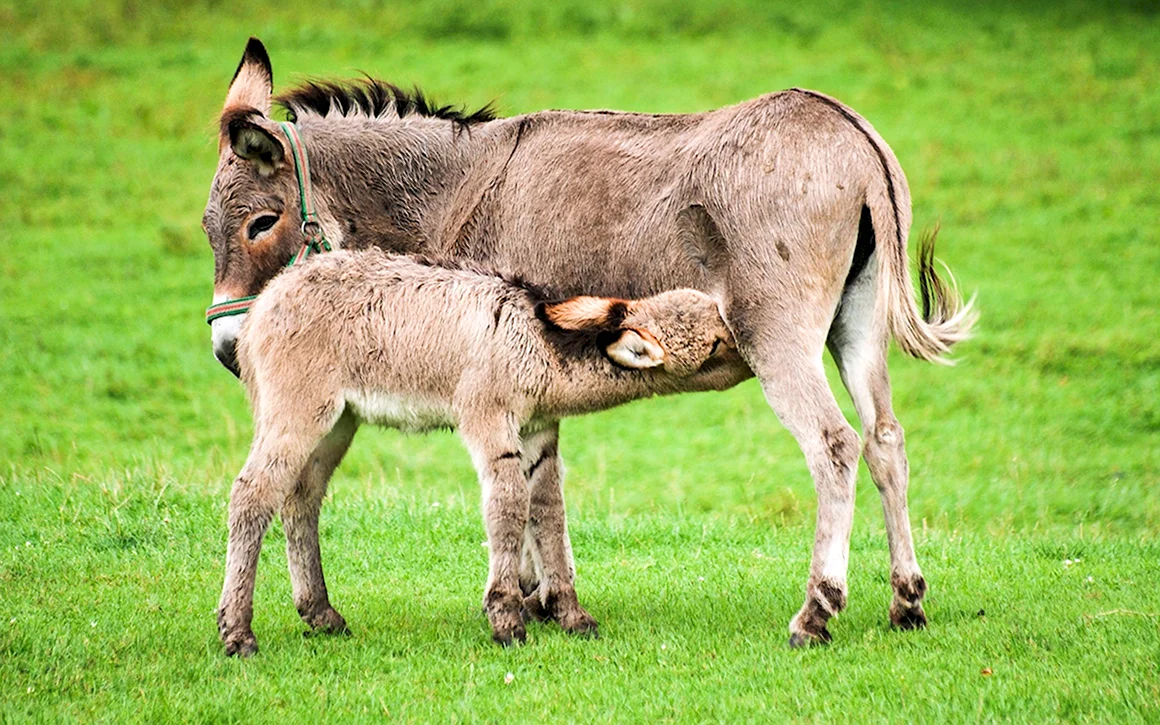 Equus asinus