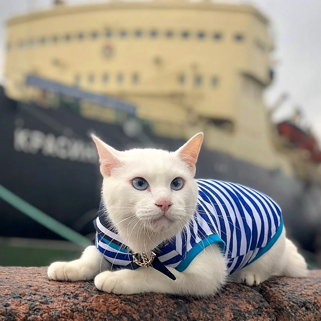 Эрмитажный кот Ахилл