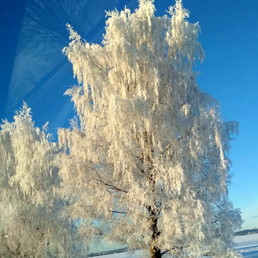 Есенин белая береза