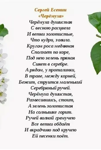 Есенина черемуха душистая
