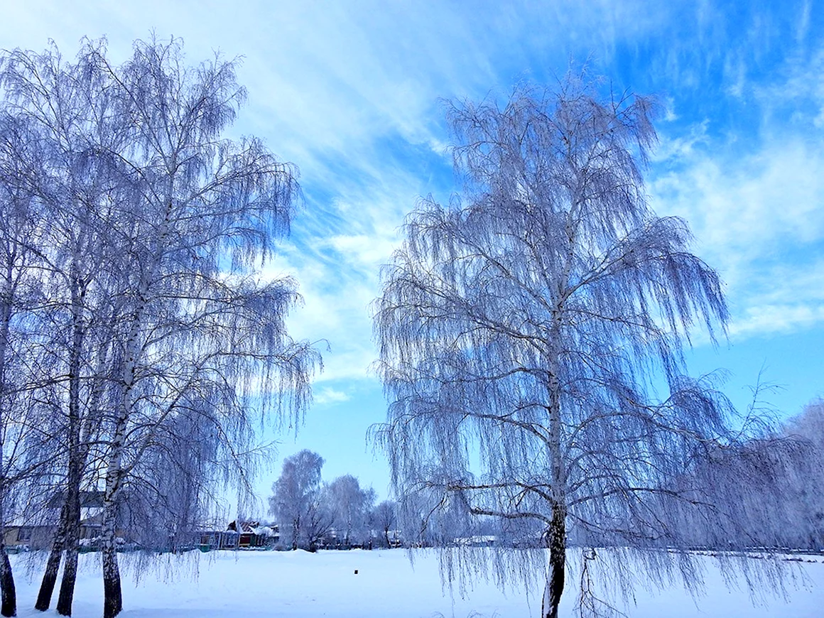 Есенинская Русь береза