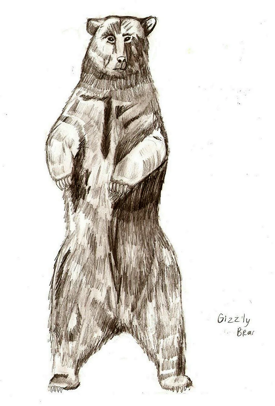Эскиз медведя легкий