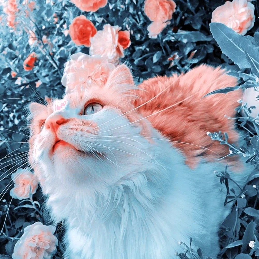 Эстетичные котики