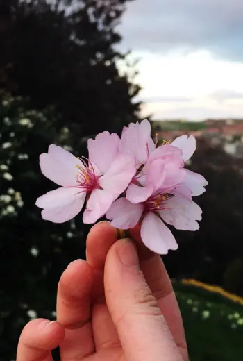 Эстетичные цветы