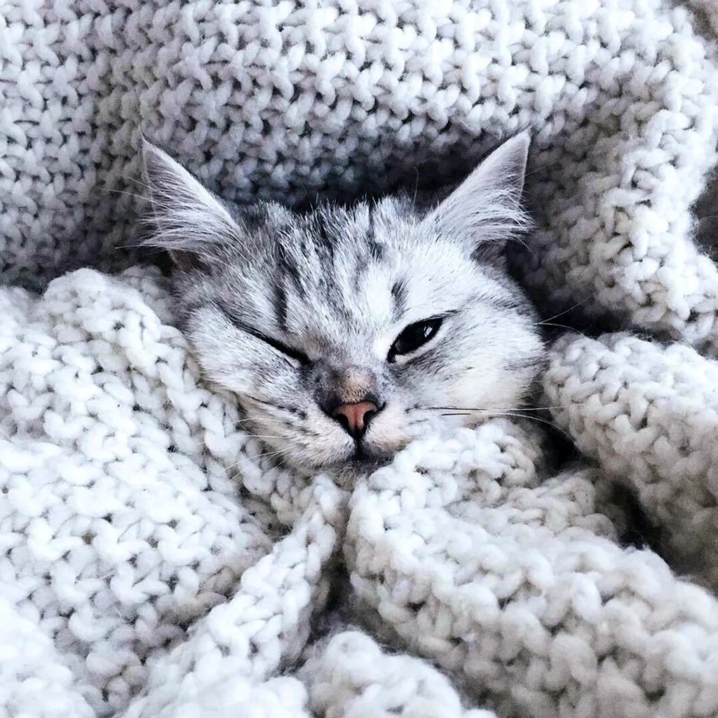 Эстетика кошек