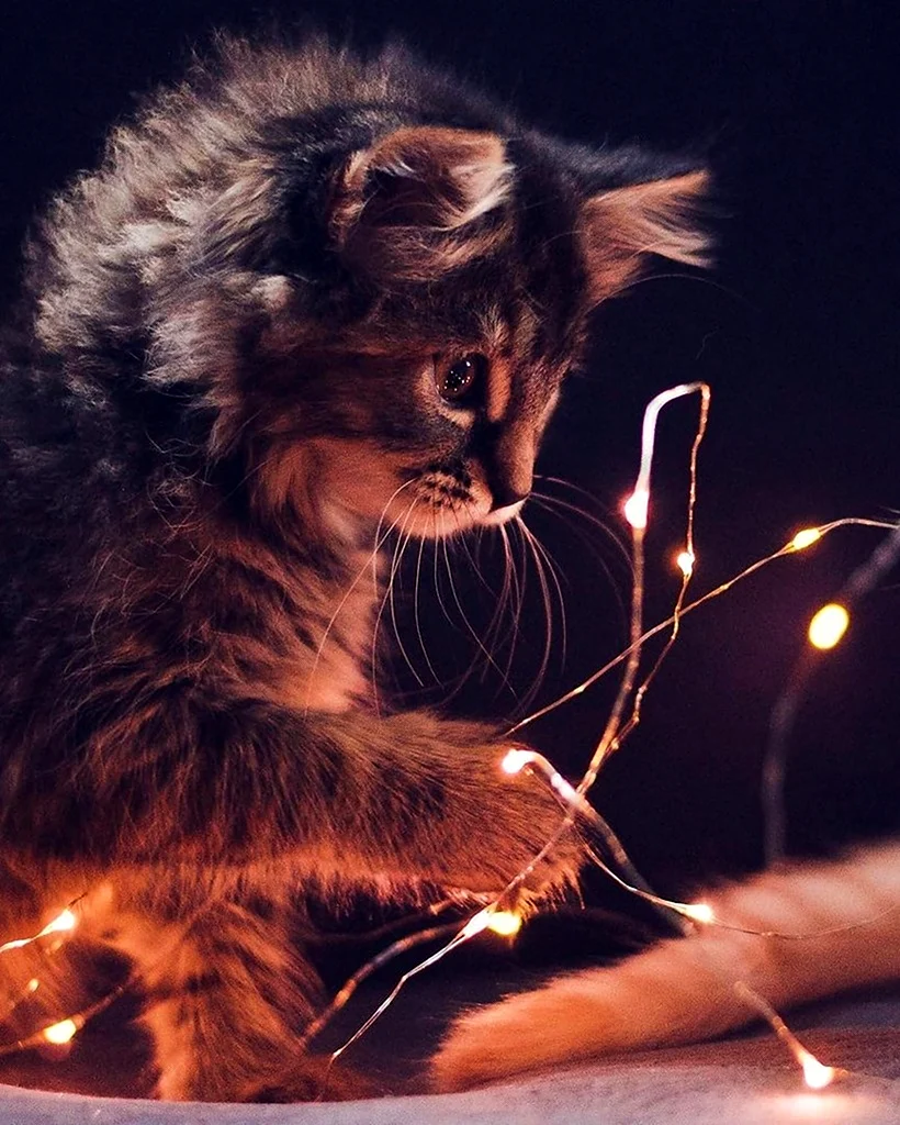 Эстетика кошек