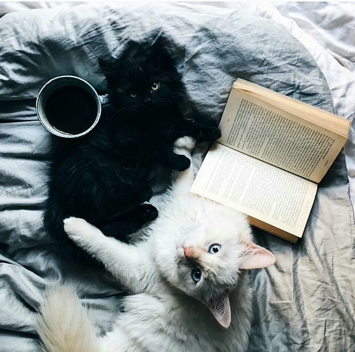Эстетика кошек